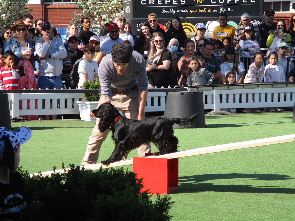 k9 Ninja Challenge at Melbourne Royal Show 2022 - small spaniel crossing a seesaw