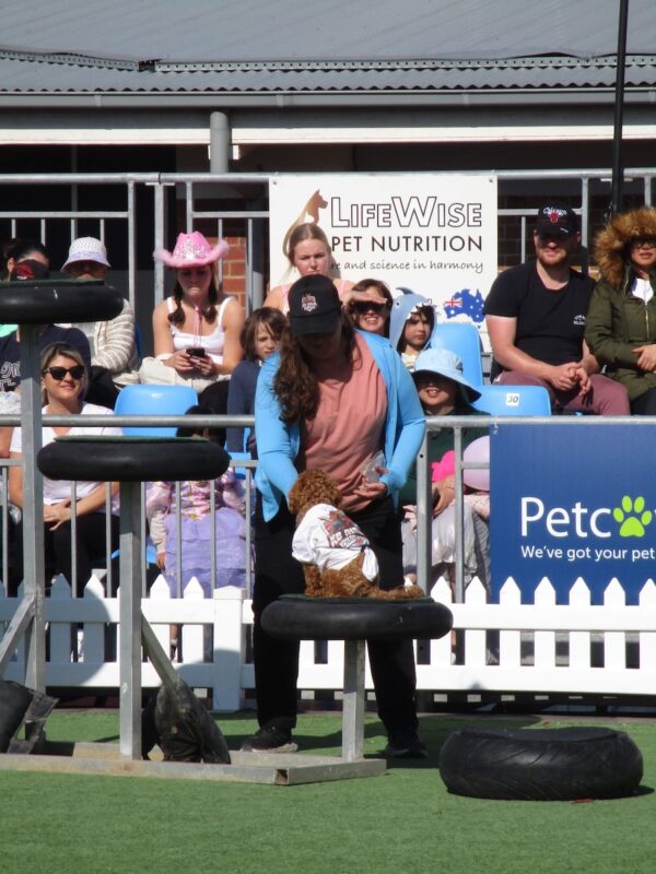 k9 Ninja Challenge at Melbourne Royal Show 2022 - Small Moodle navigating big jumps and focused on owner