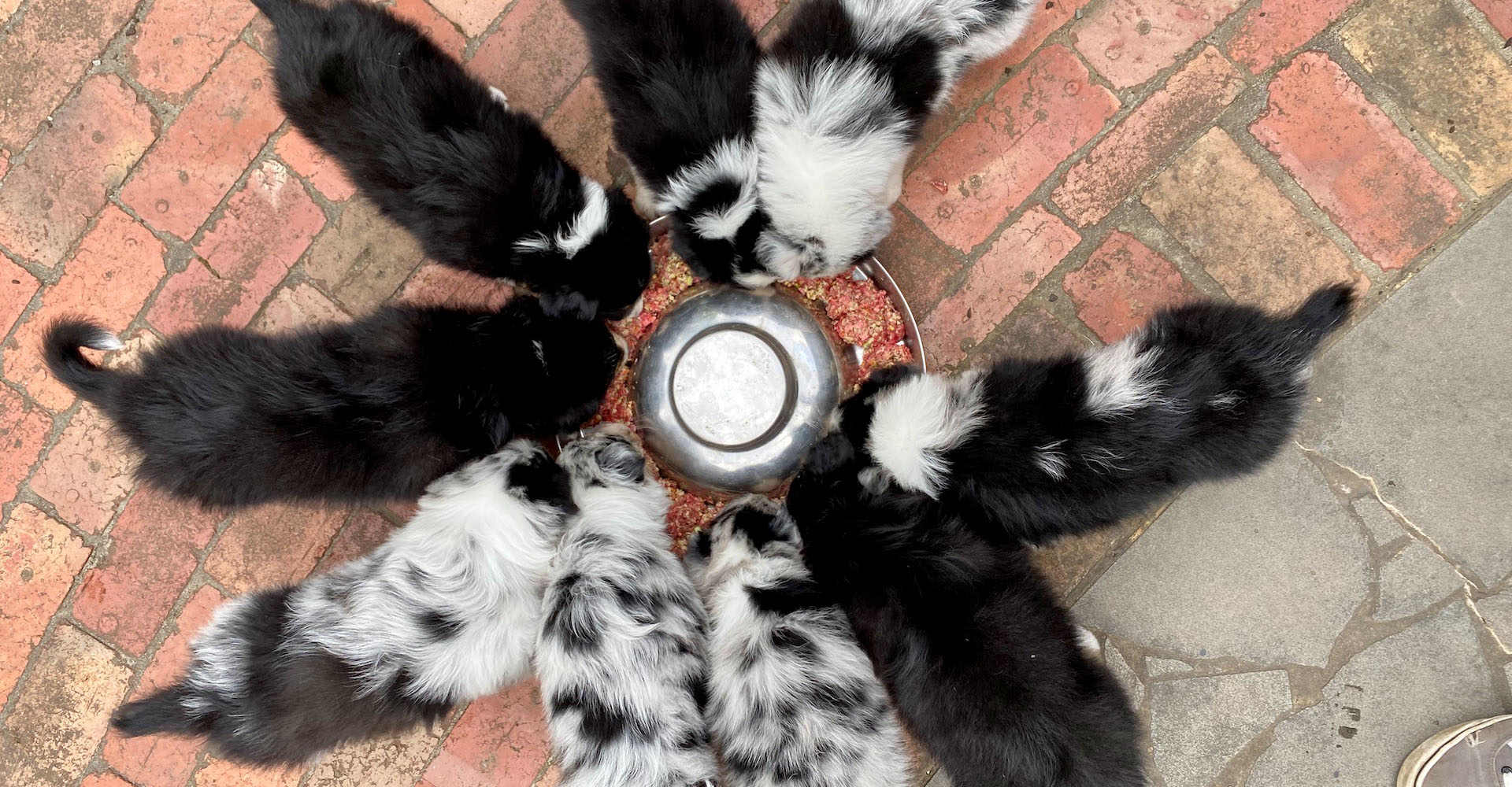Nine puppies eating dinner in a circle