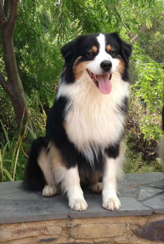 Hagar, black tri male Australian Shepherd, sitting on a low brick wall