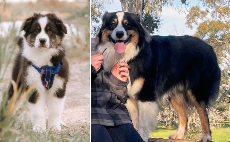 A pup’s first year: set up your dog for life